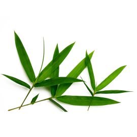 Bamboo Leaves
