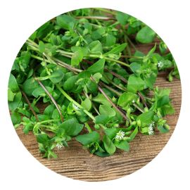 Chickweed Herb