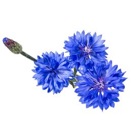 Cornflower Petals - Blue