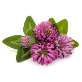 Red Clover Herb & Blossoms
