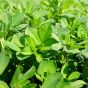 Alfalfa Leaf