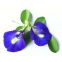 Butterfly Blue Pea Flower