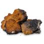 Chaga Mushroom