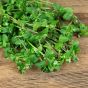 Chickweed Herb