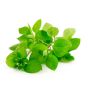 Chickweed Herb
