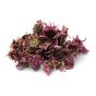 Echinacea Purpurea Herb
