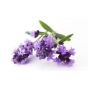 Lavender Flowers