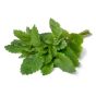 Lemon Balm