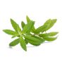 Lemon Verbena
