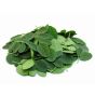 Moringa Leaf