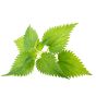 Nettle Leaf
