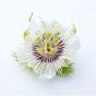 Passion Flower Herb