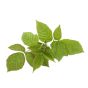 Raspberry Leaf