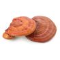 Reishi Mushroom