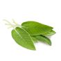 Sage Leaf