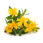 St. John's Wort