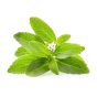 Stevia Leaf